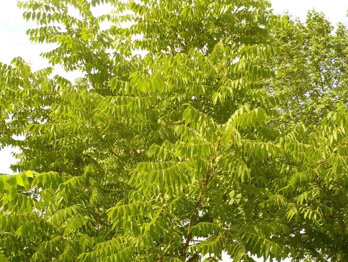 Ailanthus altissima (Simaroubaceae)